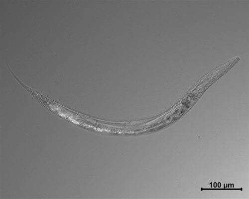 gusano nematodos ciencia investigacion