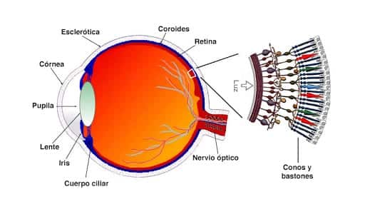 ojo-humano-conos-bastones